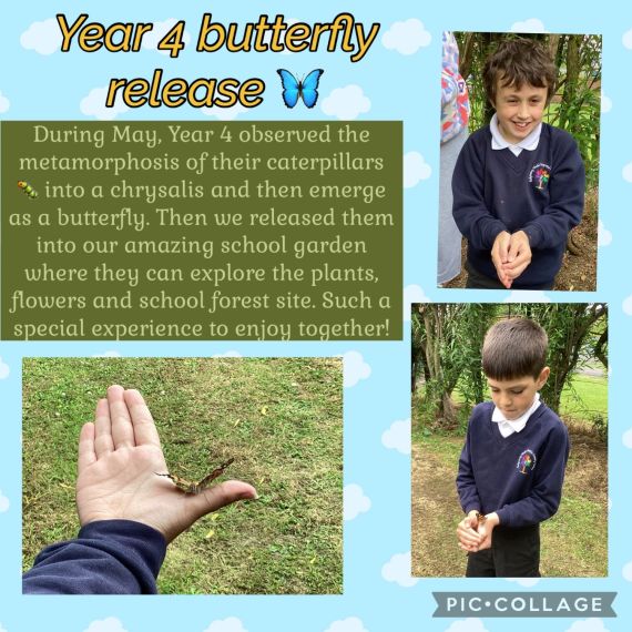 Year 4NMcN Butterfly release