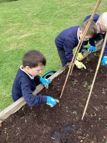 Gardening with Mrs Jamison - Mrs Mack’s class